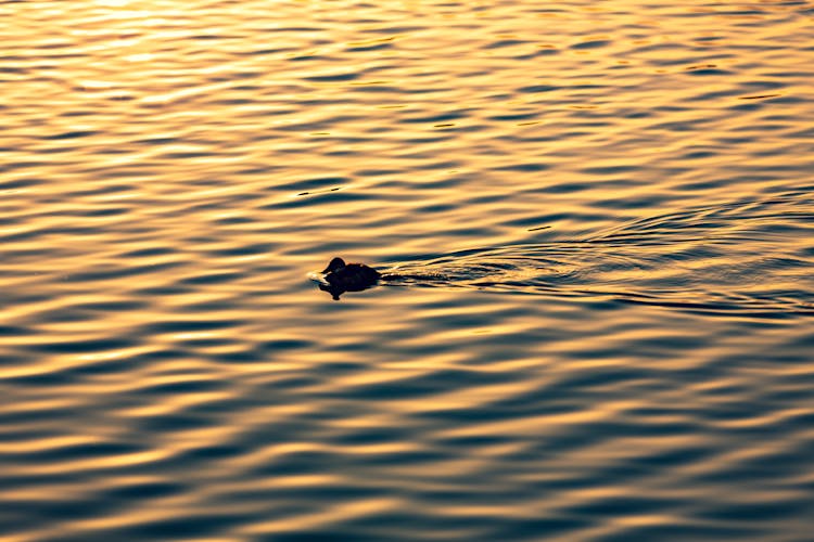 Black Duck Paddling On Water