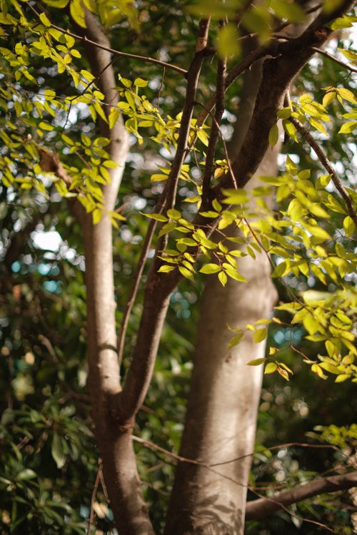 Free Close-up of sunlit green leaves on a tree with a blurred background. Stock Photo
