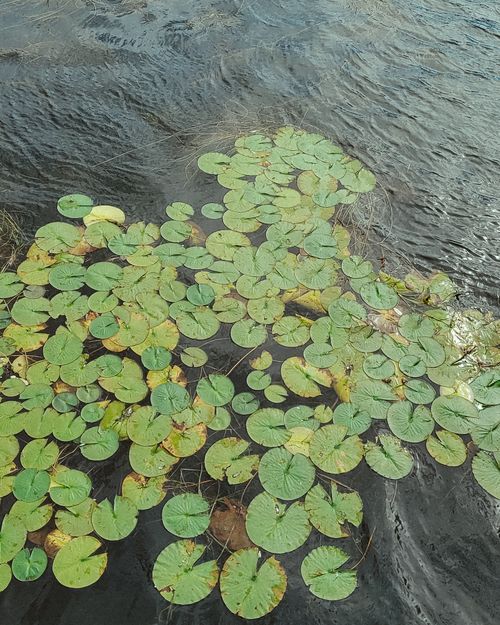 Free Lily pads floating on water in Montréal, showcasing serene natural beauty. Stock Photo