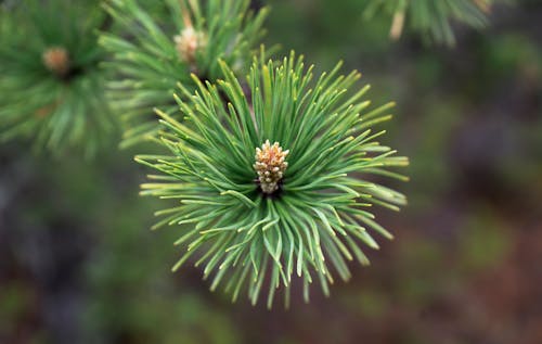Free Needle Leaves of a Pine Tree in Close-up Shot Stock Photo