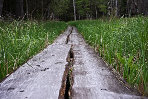 Free stock photo of grass, log path, path through grass