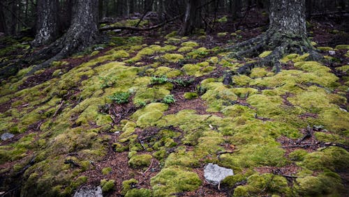 Free stock photo of green moss, moss, tree roots