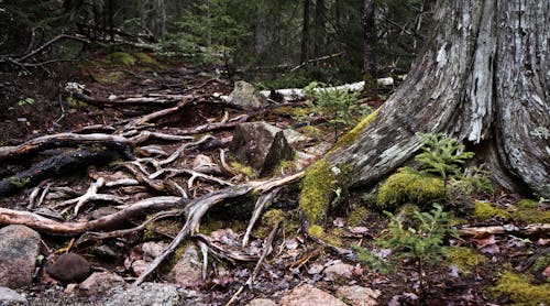 Free stock photo of path, roots, tree