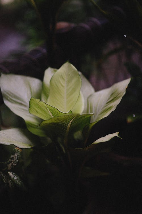 Darmowe zdjęcie z galerii z fotografia roślin, pionowy strzał, zbliżenie
