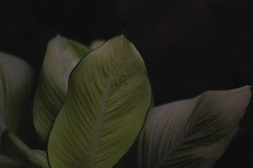 Darmowe zdjęcie z galerii z fotografia roślin, krople wody, zbliżenie