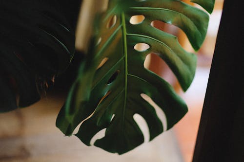 Swiss Cheese Plant Leaf in Close-up Shot