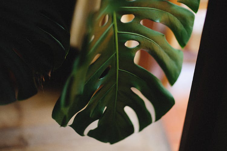 Swiss Cheese Plant Leaf In Close-up Shot