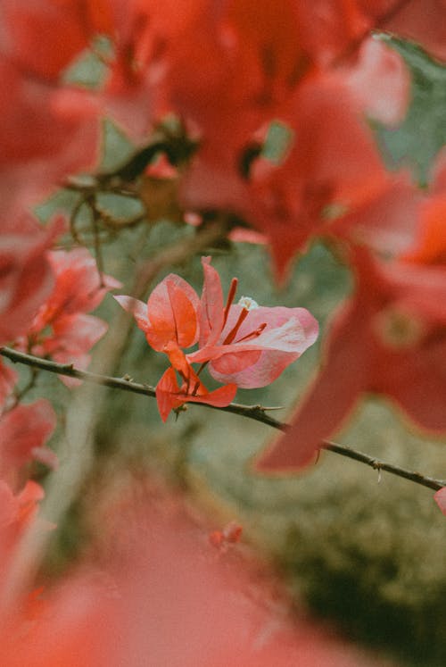 Orange Flower in Close-up Shot