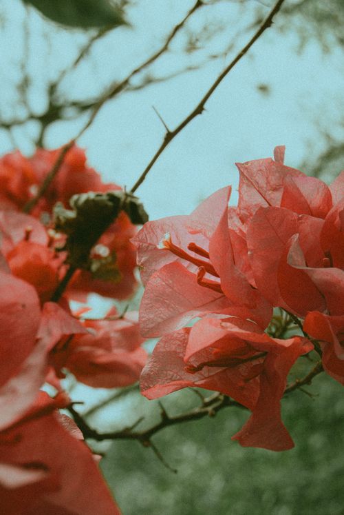 Free Close-up of beautiful red bougainvillea flowers in Tlamaya, Mexico’s natural setting. Stock Photo