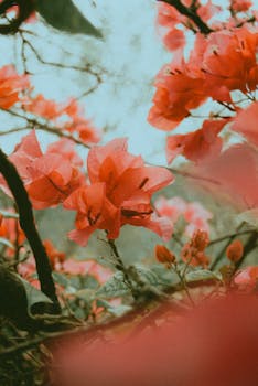 Close-up of bright orange bougainvillea flowers blooming outdoors in Tlamaya, México.
