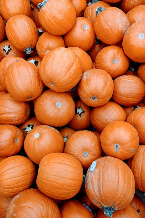 Orange Pumpkins in Abundance · Free Stock Photo