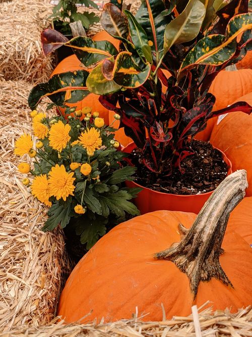 Free A colorful mix of pumpkins, chrysanthemums, and croton in an autumnal still life setting. Stock Photo