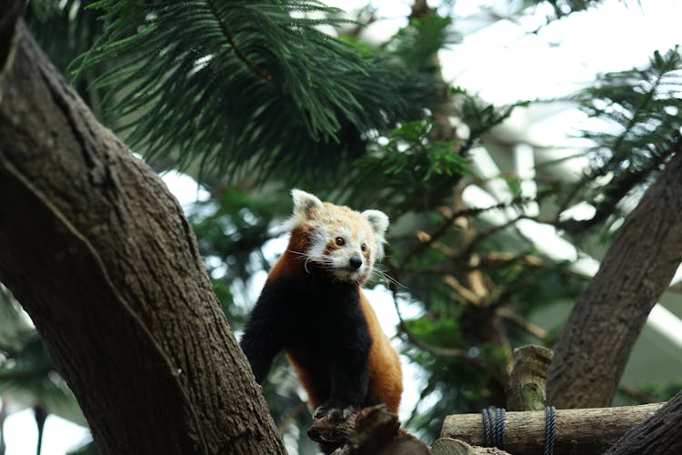 A Red Panda On The Tree