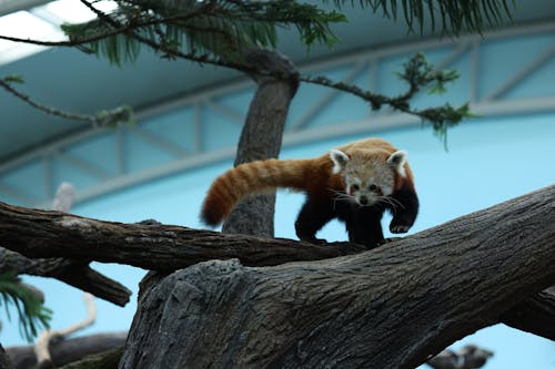 A Red Panda Walking on Tree