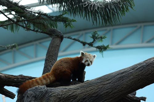 Gratis lagerfoto af dyr, pattedyr, rød panda Lagerfoto