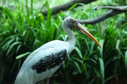 Free A detailed close-up of a Painted Stork with lush green foliage background. Stock Photo