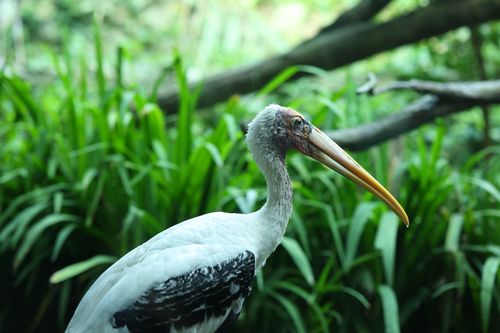 Free Close-up of a painted stork standing in lush greenery, showcasing its vibrant beak and plumage. Stock Photo