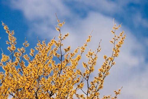 Yellow Flowers on Tree Under Blue Sky