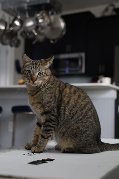 Foto profissional grátis de animal de estimação, animal doméstico, bigodes de gato