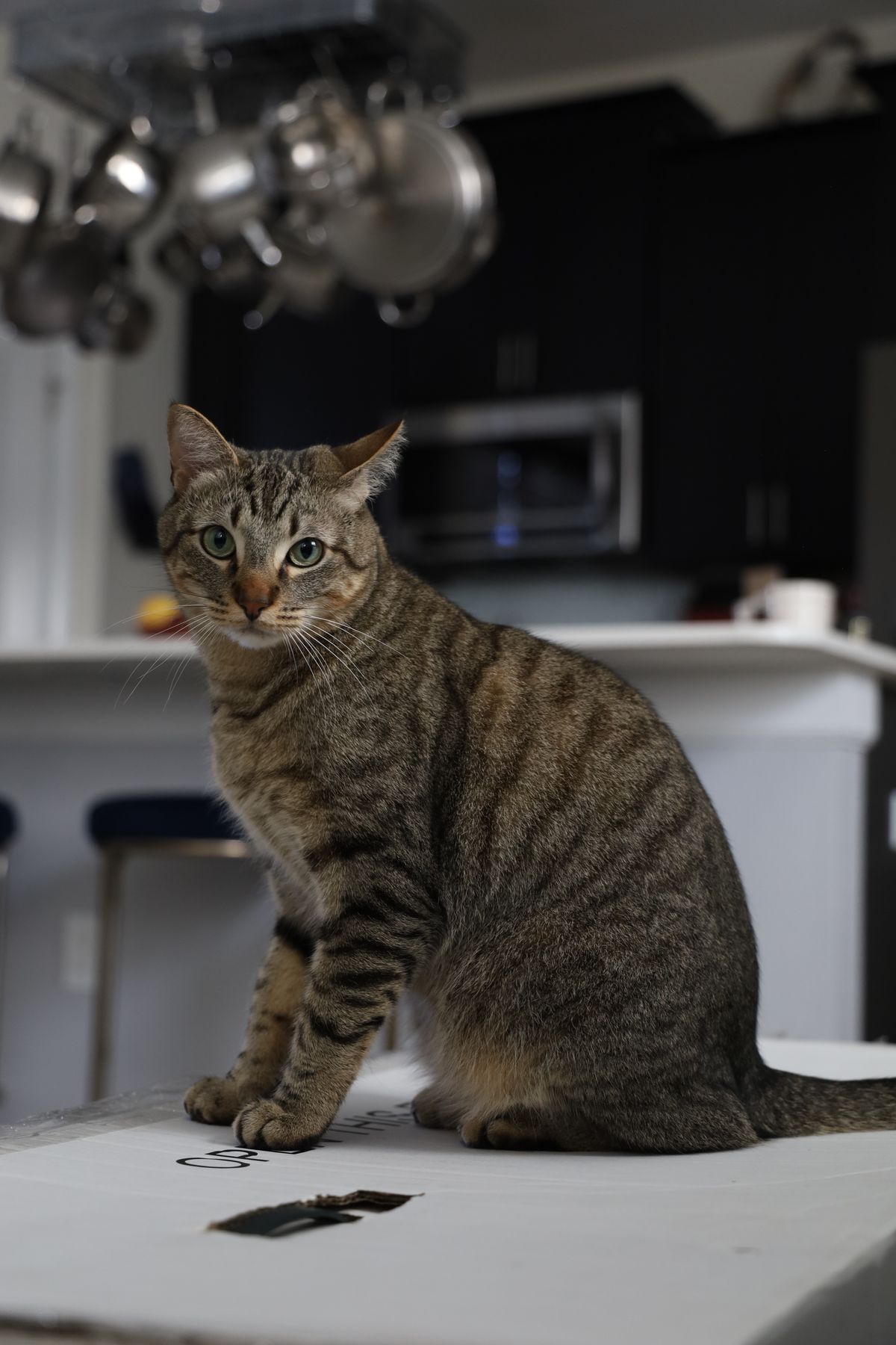 Chat tigré assis sur un plan de travail de cuisine