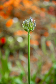 Delicate African lily bud in sharp focus with a vivid bokeh background.