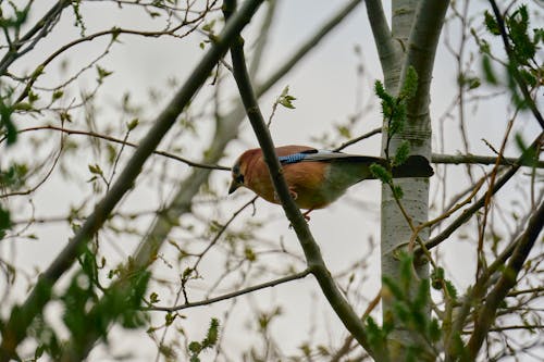 Free Brown  Bird on Tree Branch Stock Photo