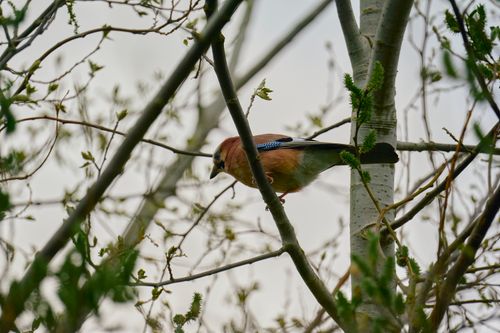 Free A close-up of an Eurasian Jay perched among tree branches in springtime. Stock Photo