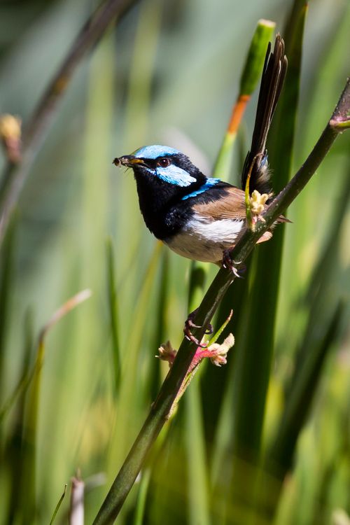 Free stock photo of australia, nature, wren Stock Photo