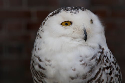 Free stock photo of owl Stock Photo