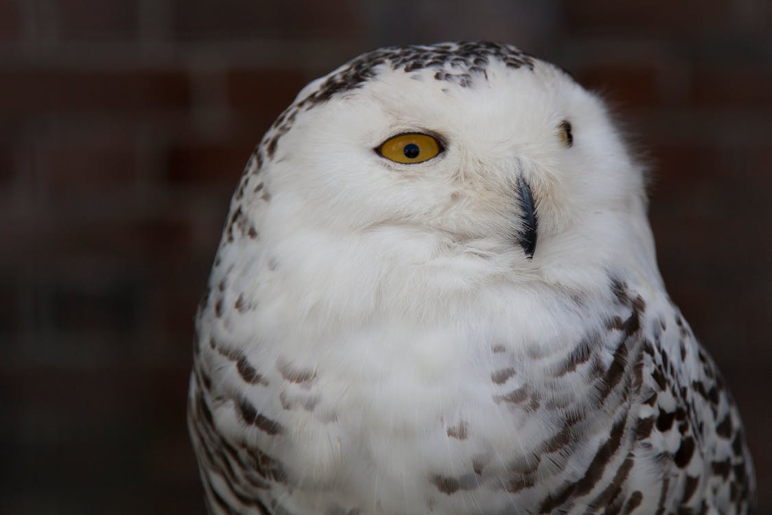 Free stock photo of owl