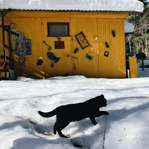 黑貓在雪地上行走