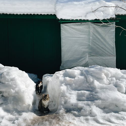 Imagine de stoc gratuită din acoperit de zăpadă, animal, animal de casă