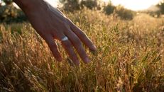 A Person Holding Green Grass