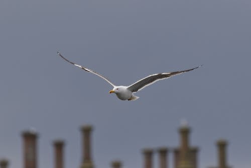 Close-Up Shot of Seagull Flying in the Sky