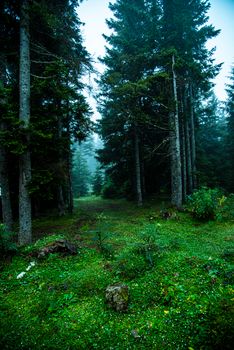 A tranquil forest scene with tall trees and lush greenery, creating a serene atmosphere.