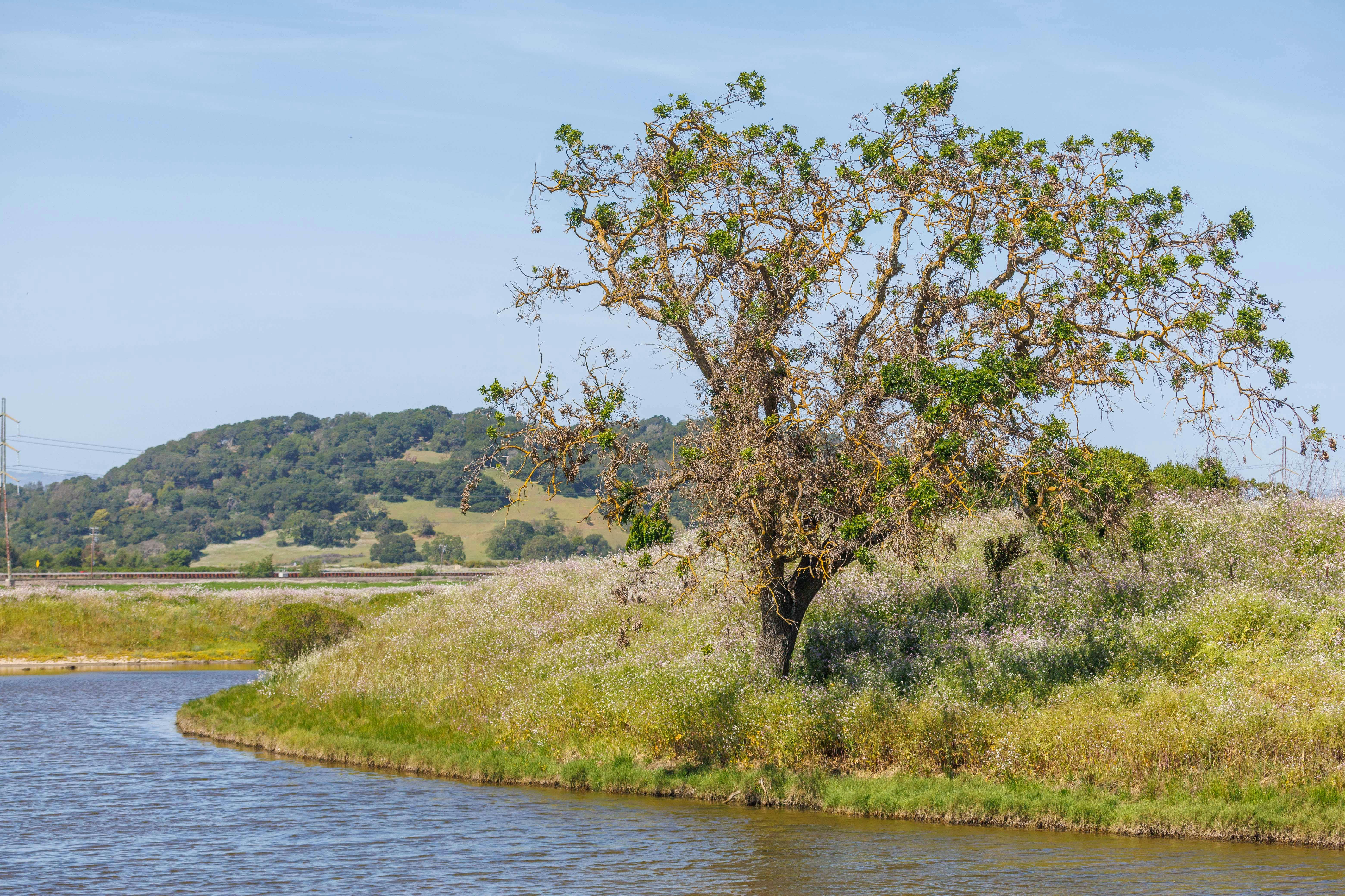 New Pajaro River Watershed Plan targets climate resilience across four counties. — Photo by Robert So on Pexels