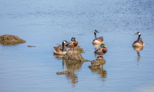 Mallard Ducks on Water