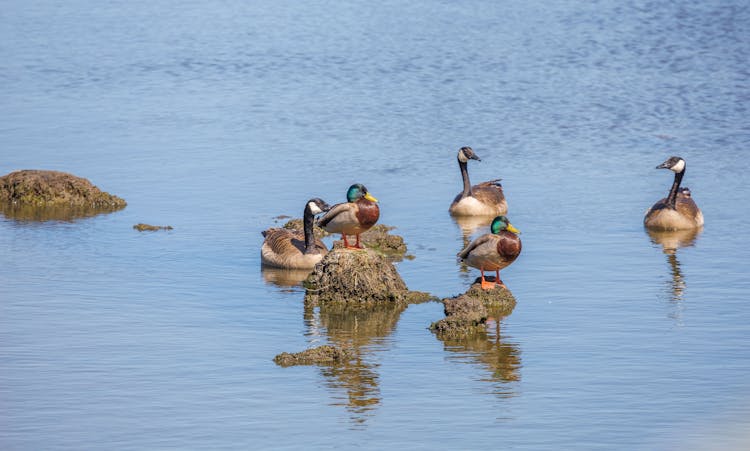 Mallard Ducks On Water