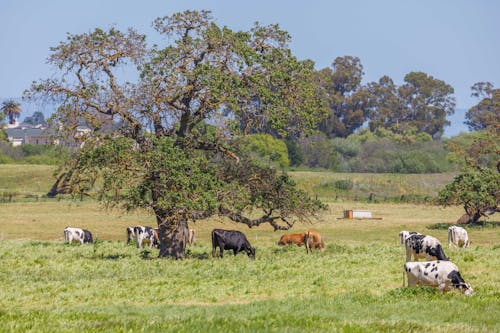 Herd of Cattles in Pasture Grass
