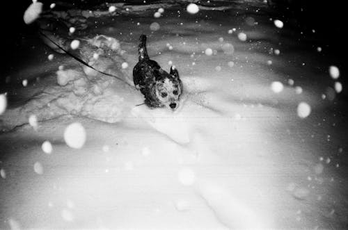 Foto d'estoc gratuïta de animal, blanc i negre, cobert de neu