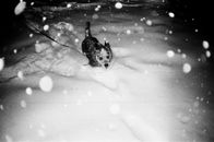 Black and White Short Coated Dog on Snow Covered Ground