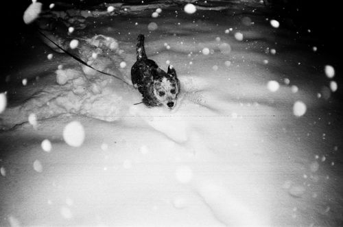 Free Black and white photo of a dog frolicking in snowflakes during a winter night. Stock Photo