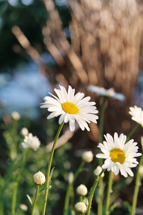 White Daisy Flowers in Bloom