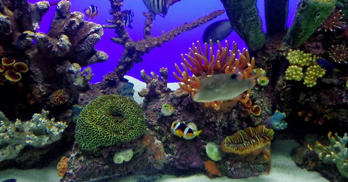 Free stock photo of aquarium, canon, siva301in