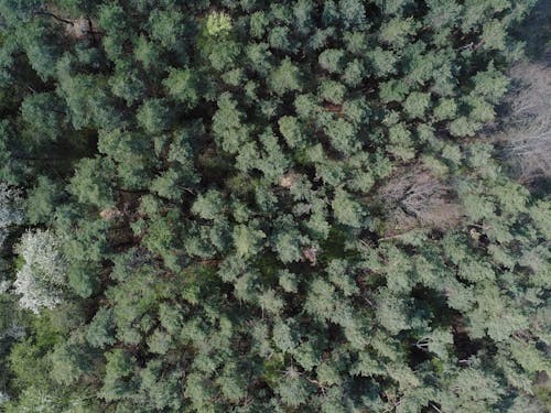 ドローン撮影, 松の木, 森の中の無料の写真素材