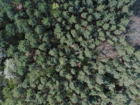 A captivating aerial view of a dense pine forest with lush green canopy.