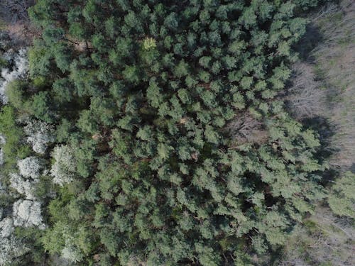 ドローン撮影, 松の木, 森の中の無料の写真素材
