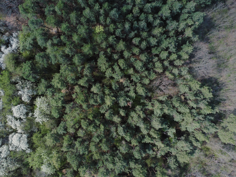 Drone shot capturing the lush green pine forest from above, offering a natural, serene scene.