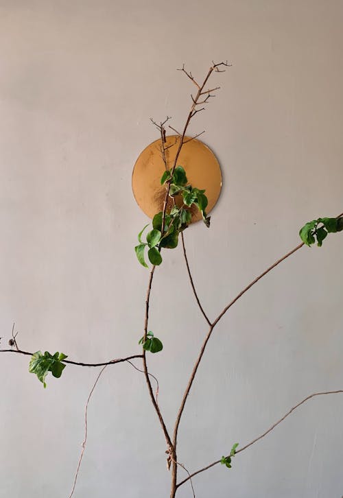 Green Plant Beside White Concrete Wall