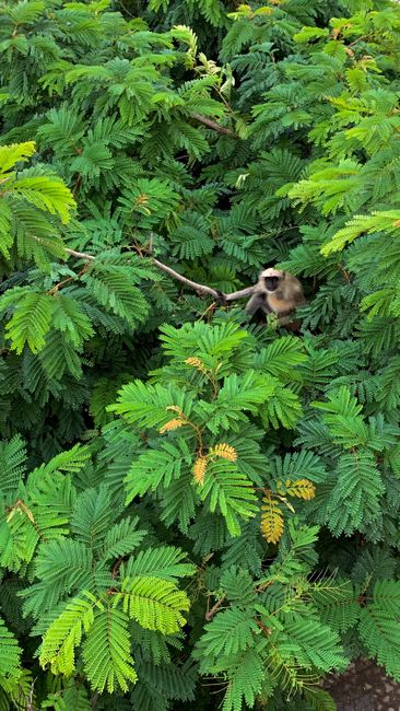 Fotomural Un mono escondido entre densas hojas verdes, mostrando la camuflaje de la vida salvaje en la naturaleza.